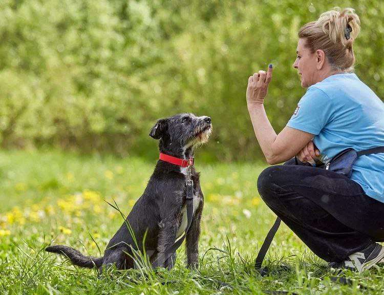 Собаки в Москве: Самый спокойный песель для квартиры Мальчик, Бесплатно - фото 5