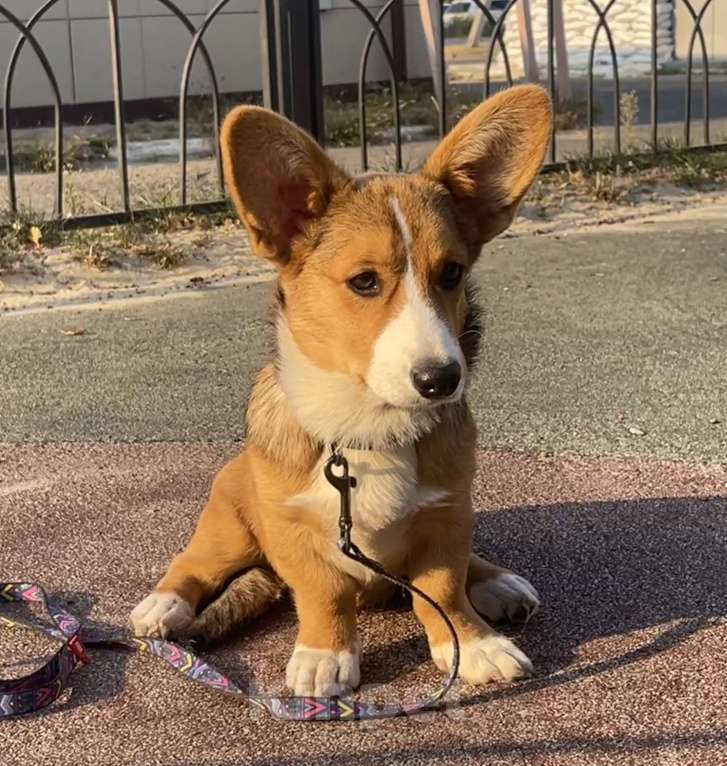 Собаки в Белгороде: Вита Девочка, 60 000 руб. - фото 2