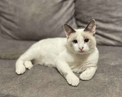 Особенный тайский котенок