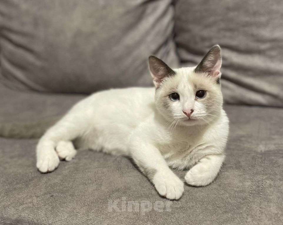 Кошки в Москве: Особенный тайский котенок  Мальчик, Бесплатно - фото 1