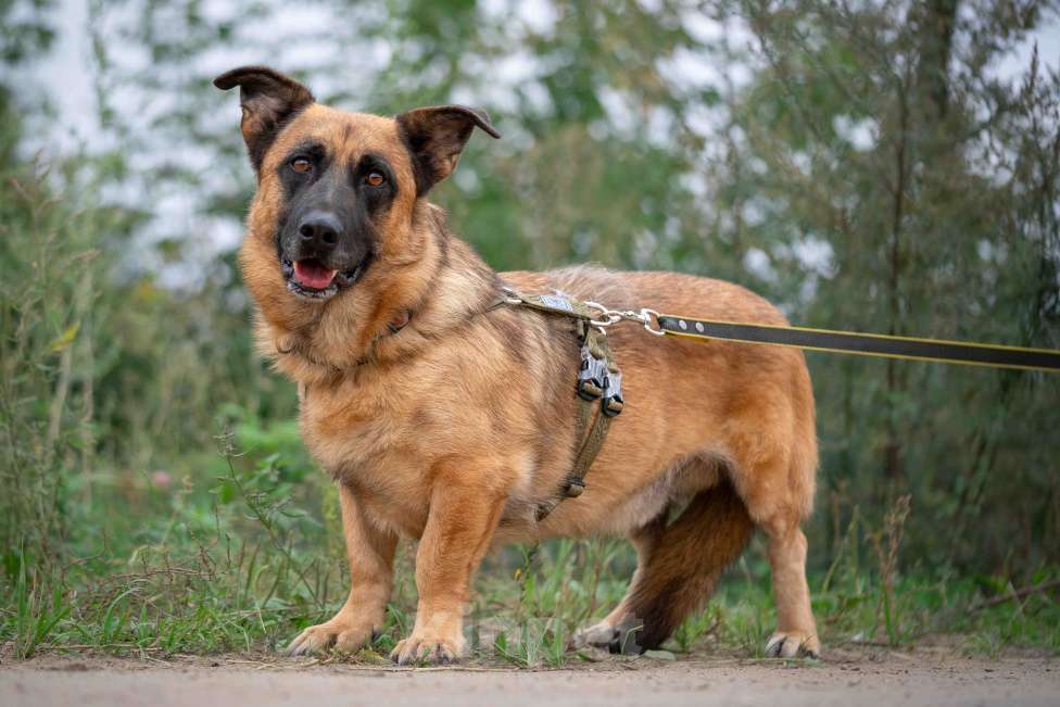 Собаки в Москве: Коротколапый Ронни ищет дом! Мальчик, Бесплатно - фото 5