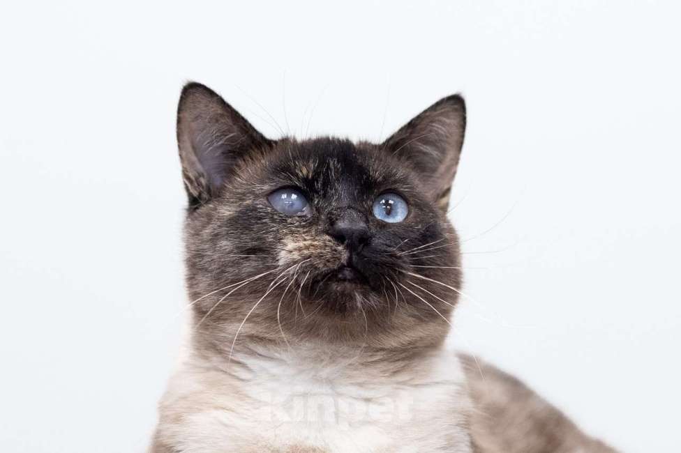 Кошки в Москве: Варвара Девочка, Бесплатно - фото 5