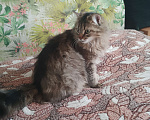 Кошки в других городах Омской области: Кошка в добрые руки отдам Девочка, Бесплатно - фото 4