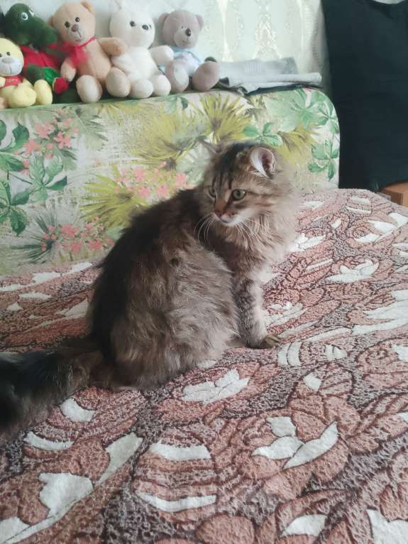Кошки в других городах Омской области: Кошка в добрые руки отдам Девочка, Бесплатно - фото 4
