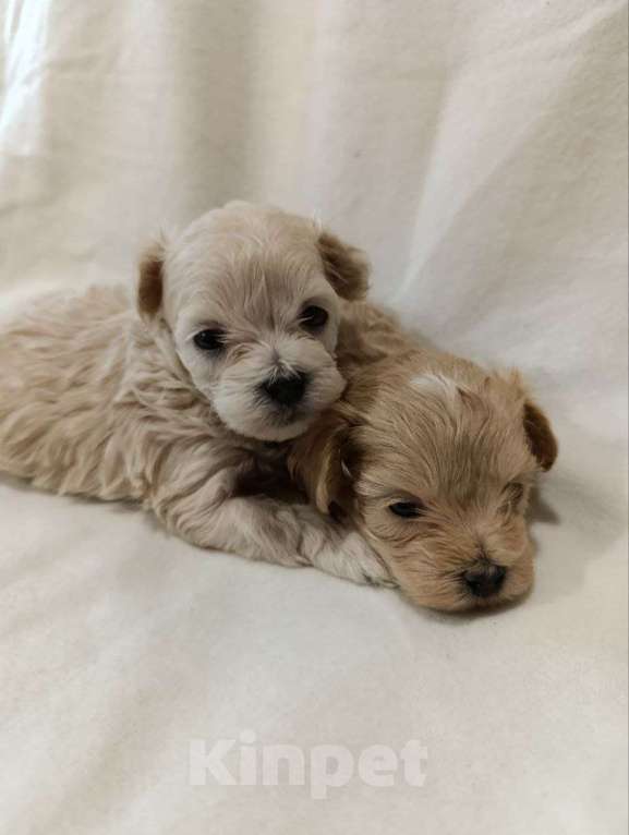 Собаки в Новосибирске: Мальтипу Девочка, 100 000 руб. - фото 5