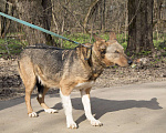 Собаки в Москве: Джулия Девочка, Бесплатно - фото 5