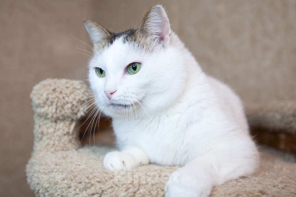 Кошки в Москве: Белан едет на выставку-пристройство WOOF в Москву  Мальчик, Бесплатно - фото 5