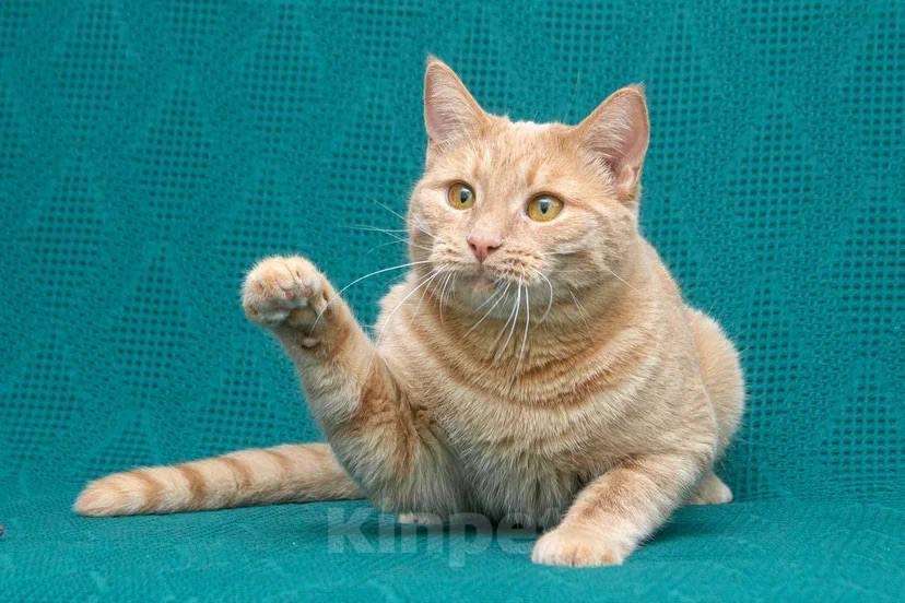 Кошки в Москве: Меня зовут Пегас! Мальчик, Бесплатно - фото 1