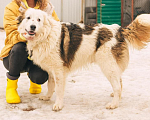 Собаки в Рязани: Рокки - дружелюбный пёс Мальчик, Бесплатно - фото 3