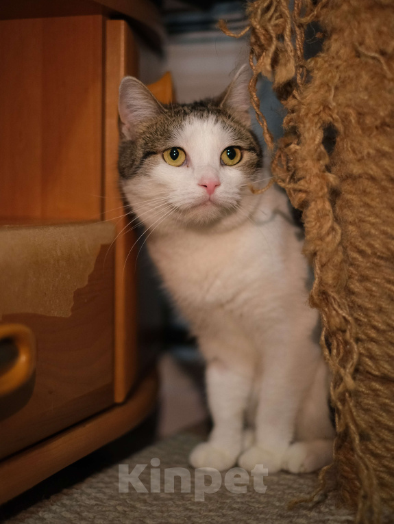 Кошки в Санкт-Петербурге: Кошка ищет дом Девочка, Бесплатно - фото 1