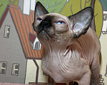 Кошки в Москве: Топовый котёнок канадского сфинкса Девочка, 45 000 руб. - фото 2