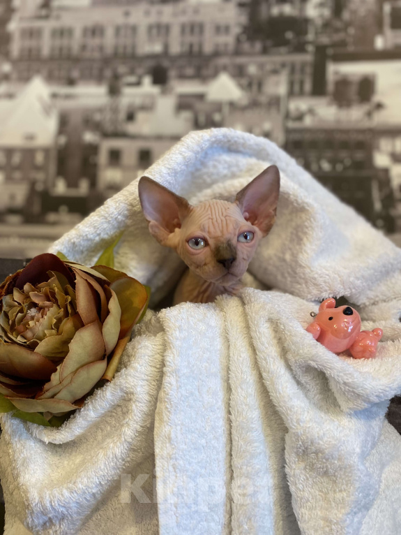Кошки в Москве: Малыш на раннее бронирование Мальчик, 50 000 руб. - фото 2