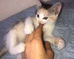 Кошки в Чехове: Отдаём котят в добрые руки , Бесплатно - фото 2