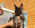 Кошки в Сертолово: продам котят, 25 000 руб. - фото 1
