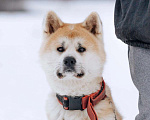 Собаки в Москве: Невероятный красавец Акита Ину Дайрин ищет дом Мальчик, Бесплатно - фото 1