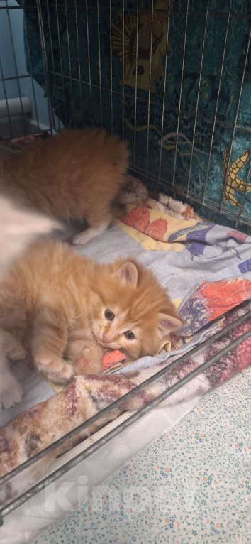 Кошки в Москве: Курбобики Разнополые, 50 000 руб. - фото 4