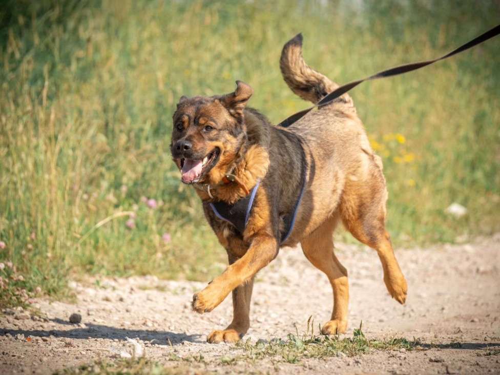 Собаки в Ореховом-Зуево: Альфа в поисках дома Девочка, Бесплатно - фото 3