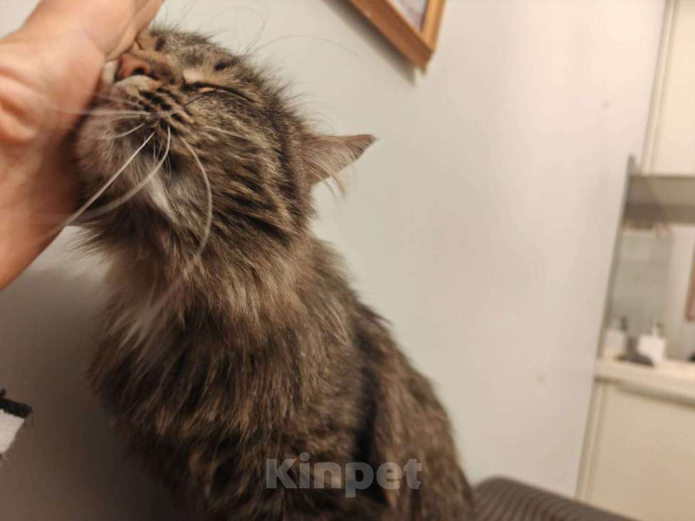 Кошки в Москве: Ванесса ищет маму! Девочка, Бесплатно - фото 3