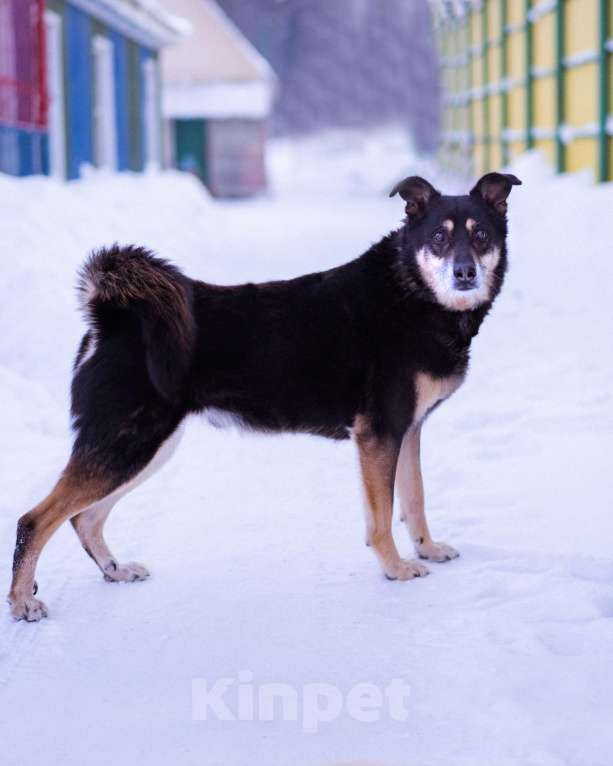 Собаки в Москве: Домашний пёсик в приюте, ищет новых хозяев Мальчик, Бесплатно - фото 3