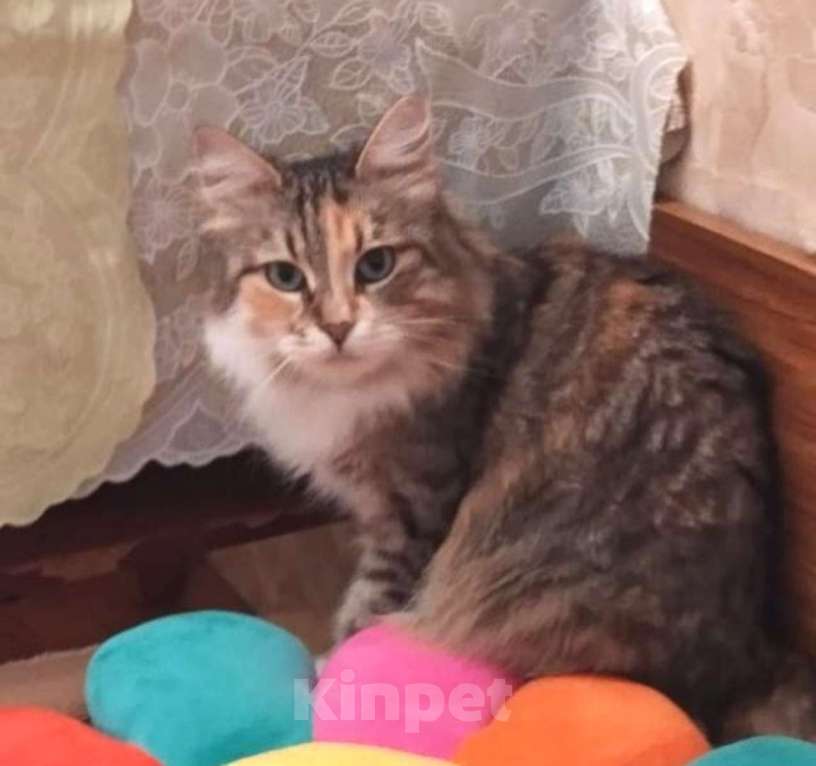 Кошки в Москве: Трехцветная пушистая Шаня, кошечка в добрые руки. Девочка, Бесплатно - фото 3