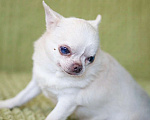 Собаки в Москве: Малыш Люлюшенька - собака породы чихуахуа в дар Мальчик, Бесплатно - фото 4