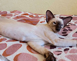 Кошки в Томске: Сиамский котенок для самых лучших пап и мам Мальчик, 60 000 руб. - фото 1