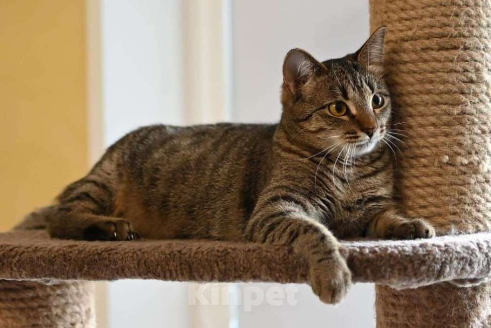 Кошки в Москве: Лавруша ищет дом  Девочка, Бесплатно - фото 4