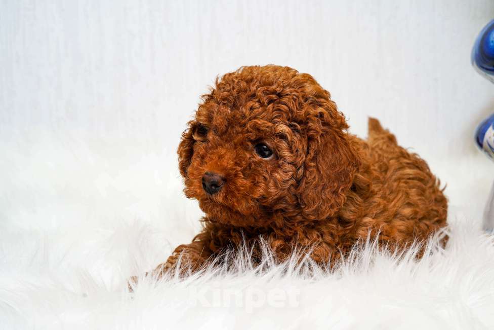 Собаки в Москве: Мальчик той пуделя Мальчик, 70 000 руб. - фото 1