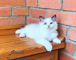 Кошки в Москве: Котёнок девочка породы Рэгдолл - Asuma Девочка, 95 000 руб. - фото 1