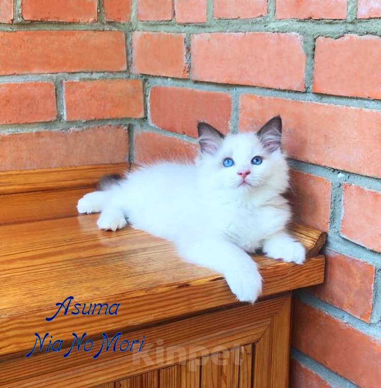 Кошки в Москве: Котёнок девочка породы Рэгдолл - Asuma Девочка, 95 000 руб. - фото 1
