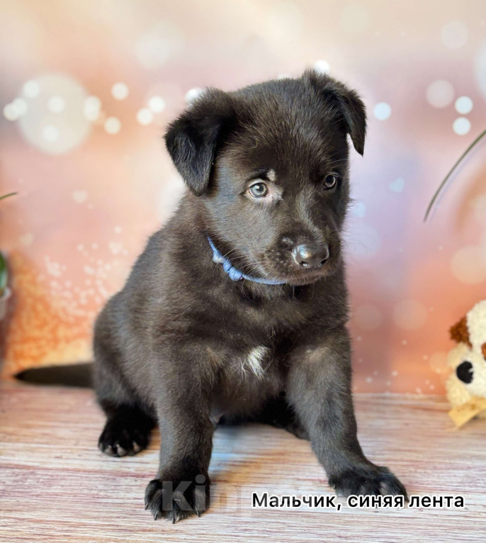 Собаки в Красноярске: Щенки восточноевропейской овчарки  Мальчик, 60 000 руб. - фото 1