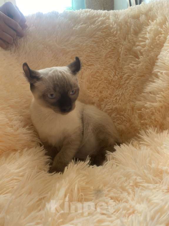 Кошки в Балашихе: Американский керл Мальчик, 20 000 руб. - фото 3