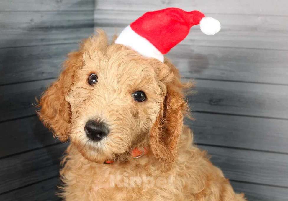 Собаки в Звенигороде: девочка королевский пудель (оранжевая ошейник) Девочка, 70 000 руб. - фото 2