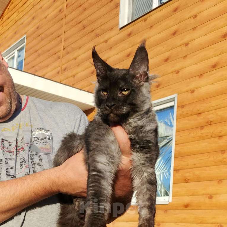 Кошки в Сертолово: продам котят, 25 000 руб. - фото 1