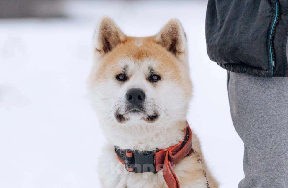 Собаки в Москве: Невероятный красавец Акита Ину Дайрин ищет дом Мальчик, Бесплатно - фото 1
