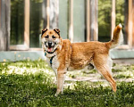 Собаки в Москве: Шамуб ищет дом Мальчик, Бесплатно - фото 2