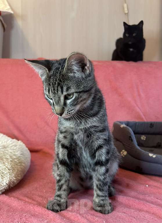 Кошки в Мурином: Котёнок подросток Симба продолжает искать хозяина Мальчик, Бесплатно - фото 2