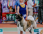 Собаки в Самаре: Открыт для вязок  Мальчик, 40 000 руб. - фото 5