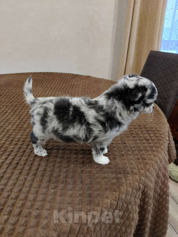 Собаки в других городах Челябинской области: ЧИХУАХУА ЩЕНКИ  Девочка, 65 000 руб. - фото 5