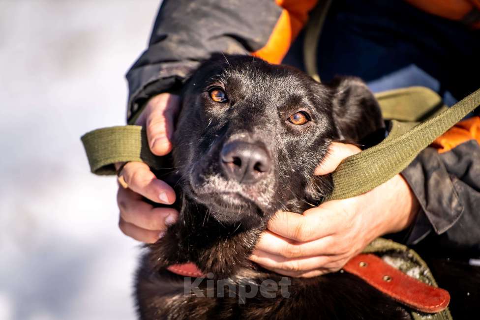 Собаки в Клине: Гуччи — грациозный и задорный пёс Мальчик, Бесплатно - фото 5