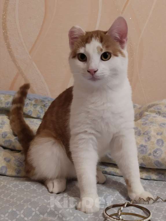 Кошки в Санкт-Петербурге: Ласковый Яша в добрые руки Мальчик, Бесплатно - фото 8