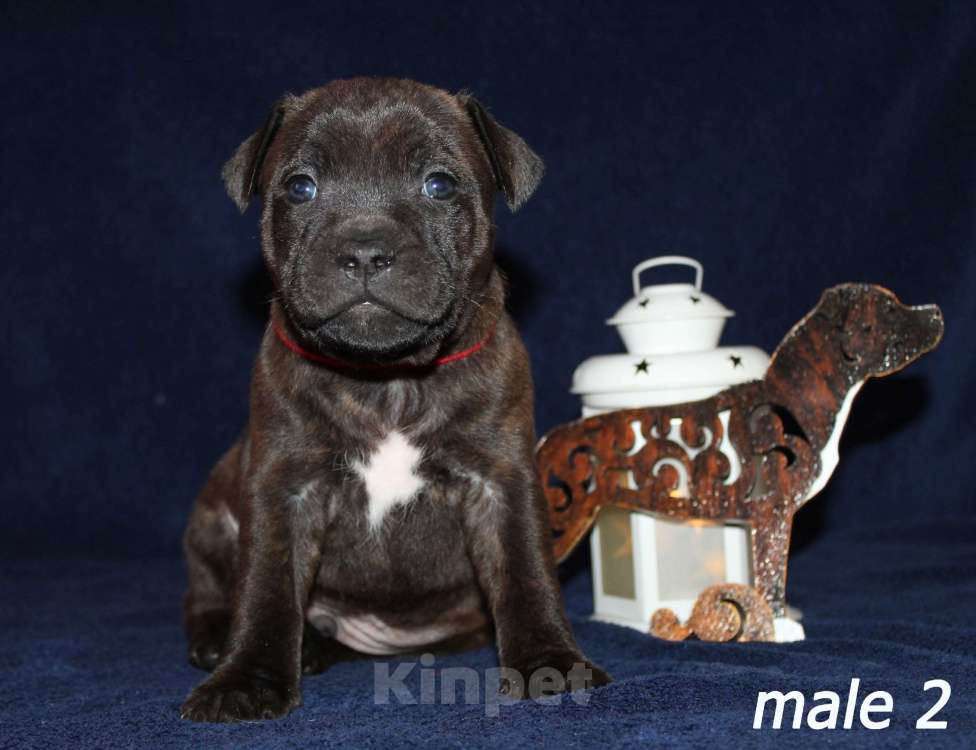 Собаки в Брянске: Стаффордширский бультерьер щенки Мальчик, 60 000 руб. - фото 3