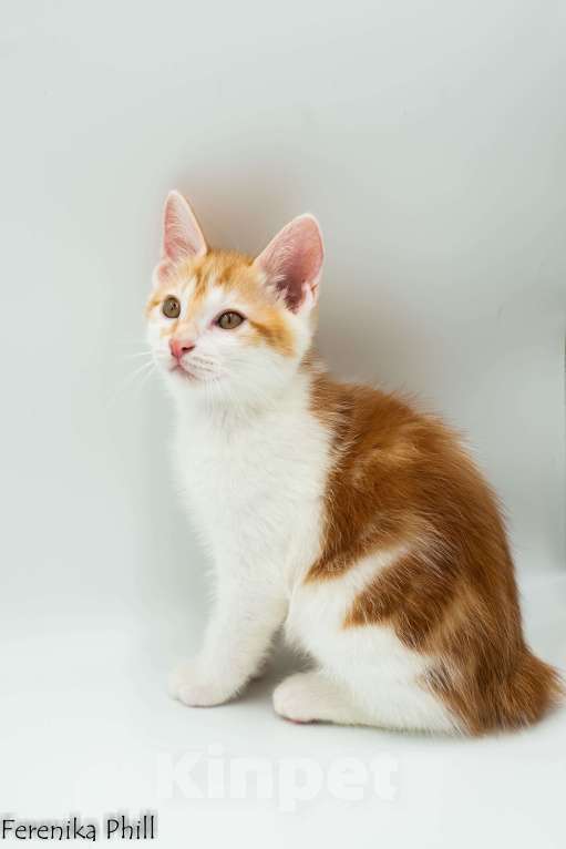 Кошки в Хабаровске: Котёнок Курильского Бобтейла Ференика Фил МИРАМ Мальчик, 40 000 руб. - фото 4