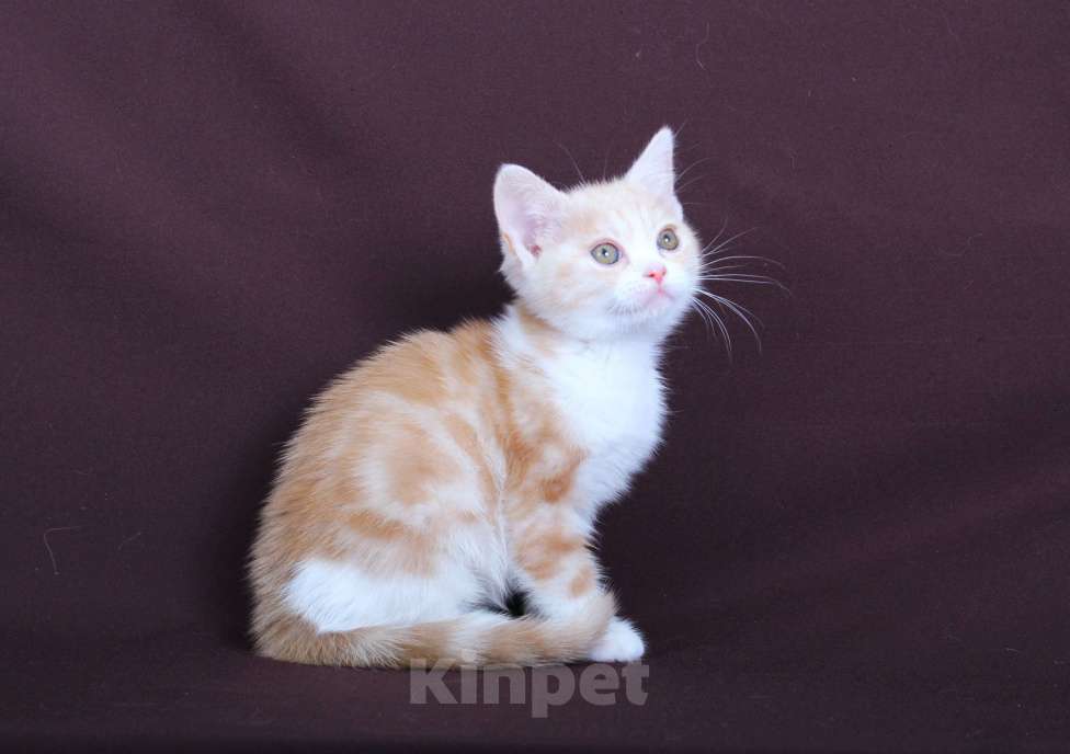 Кошки в Санкт-Петербурге: Продажа американских короткошерстных котят Мальчик, 60 000 руб. - фото 3