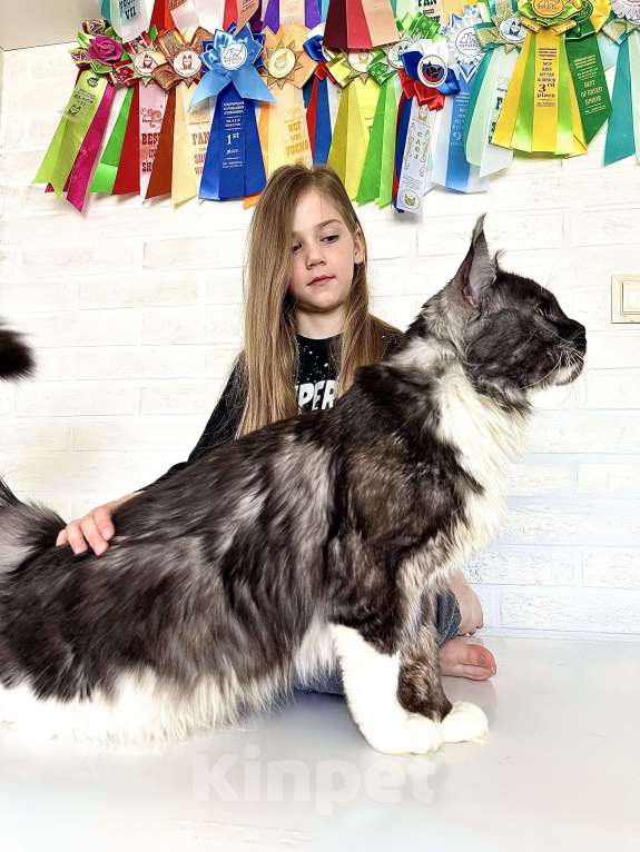 Кошки в Санкт-Петербурге: Мейн-кун котенок из питомника Мальчик, 60 000 руб. - фото 9