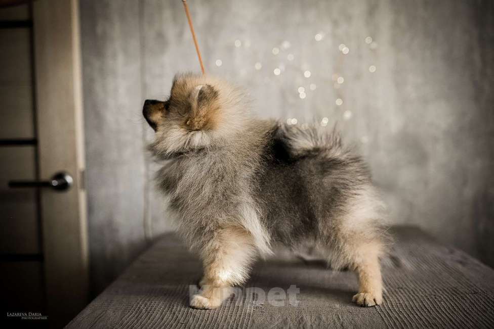 Собаки в Москве: Щенки немецкого шпица (малого) Мальчик, 50 000 руб. - фото 4