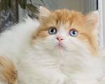 Кошки в Москве: Рыжая голубоглазая Девочка, 40 000 руб. - фото 1