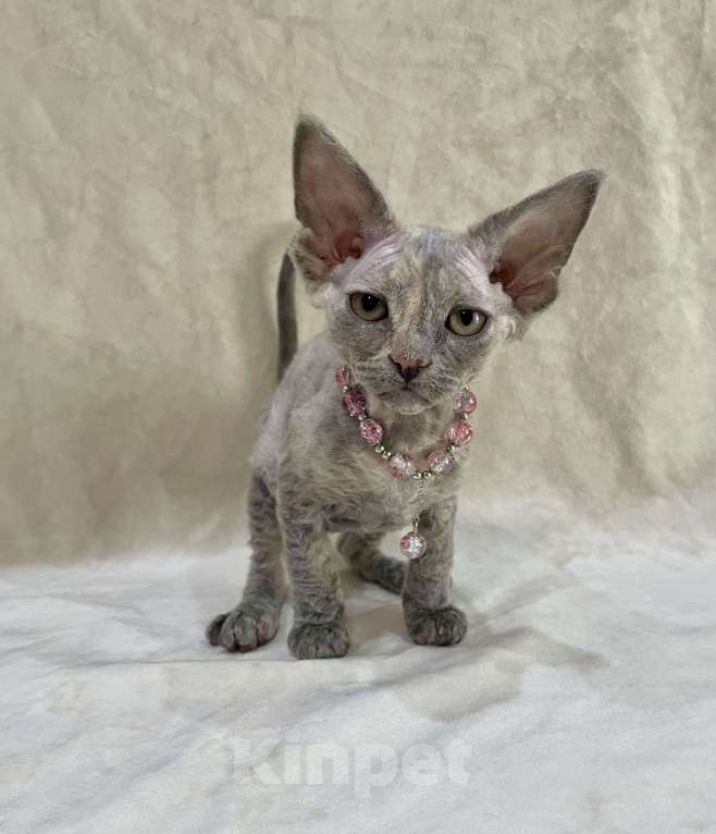 Кошки в Москве: Котенок Девон Рекс голубая крем черепаха Девочка, 120 000 руб. - фото 7