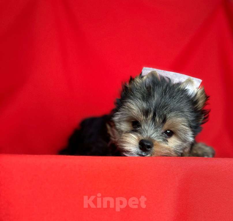 Собаки в Сарове: Щенки Мальчик, Бесплатно - фото 3