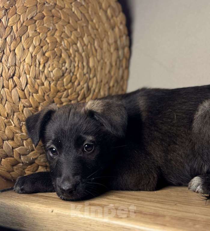 Собаки в Уфе: Щенок-девочка Девочка, Бесплатно - фото 4
